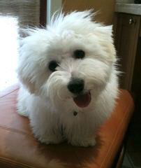 Miki +Nr1 World Coton De Tulear-Woodland.Cottage - Dog Breeders