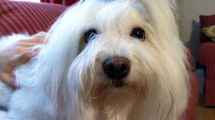 Coton De Tulear - Dog Breeders