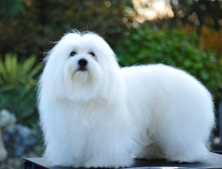 Beautiful Coton De Tulear Puppies Available - Dog Breeders