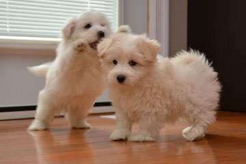 Coton De Tulear - Dog and Puppy Pictures