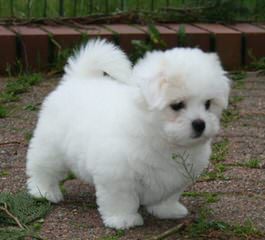 Sandcastle Coton-De-Tulear - Dog and Puppy Pictures