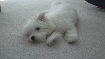 Coton De Tulear - Dog Breeders