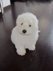 Coton De Tulear - Dog and Puppy Pictures