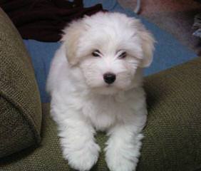 Coton De Tulear - Dog and Puppy Pictures