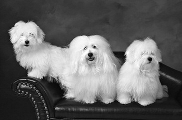 Coton Angels - Dog Breeders