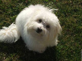 Beautiful Coton De Tulear Puppies Available - Dog Breeders