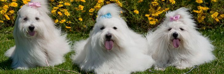 Showboat  Coton de tulear - Dog and Puppy Pictures