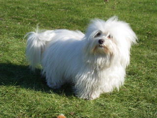 COTON DE TULEAR – Katie - Dog and Puppy Pictures