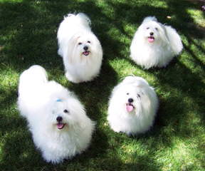 Cadeaux’s Coton De Tulear - Dog Breeders