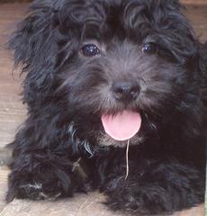 My 3 Beautiful Coton De Tulear Girls - Dog and Puppy Pictures