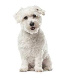 Cadeaux’s Coton De Tulear - Dog Breeders