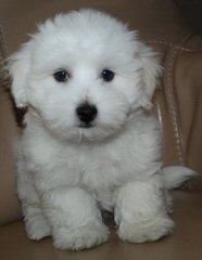 Sunnybrook Coton De Tulear - Dog and Puppy Pictures