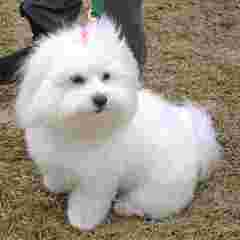 Showboat  Coton de tulear - Dog and Puppy Pictures