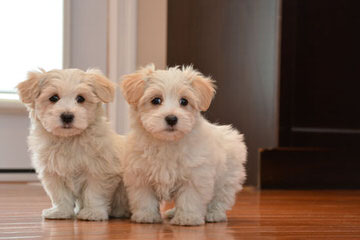 Cotton Blossom Cotons - Dog Breeders