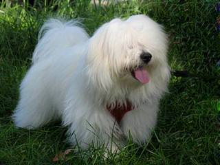 Miki +Nr1 World Coton De Tulear-Woodland.Cottage - Dog Breeders