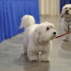 Coton De Tulear - Dog and Puppy Pictures