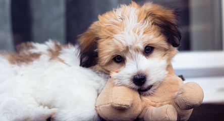 My 3 Beautiful Coton De Tulear Girls - Dog and Puppy Pictures