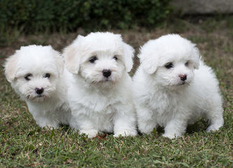 Sandcastle Coton-De-Tulear - Dog and Puppy Pictures