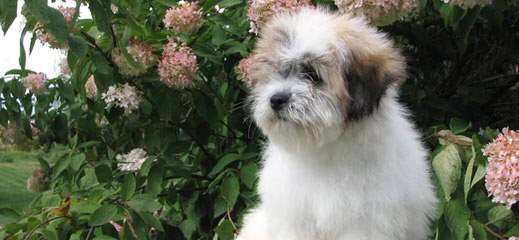 Sunnybrooks Coton de Tulear - Dog and Puppy Pictures