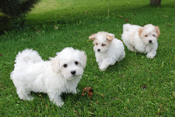 Sandcastle Coton-De-Tulear - Dog Breeders