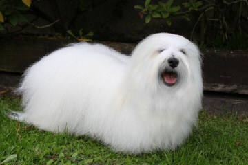 Coton Frise Pup For Sale, Rare. - Dog Breeders