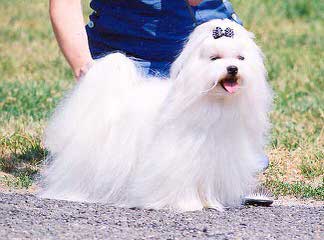 COTON DE TULEAR – Katie - Dog Breeders