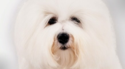 My 3 Beautiful Coton De Tulear Girls - Dog and Puppy Pictures