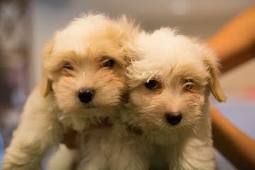 Showboat  Coton de tulear - Dog Breeders