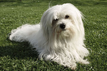 Sandcastle Coton-De-Tulear - Dog and Puppy Pictures