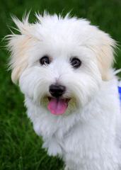 COTON DE TULEAR – Katie - Dog and Puppy Pictures