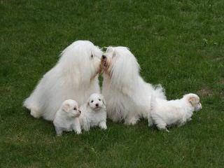 Cotton Blossom Cotons - Dog Breeders