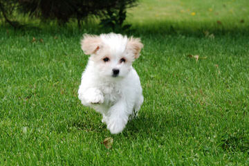 My 3 Beautiful Coton De Tulear Girls - Dog Breeders