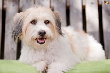 Coton De Tulear/German Shepehreds - Dog Breeders