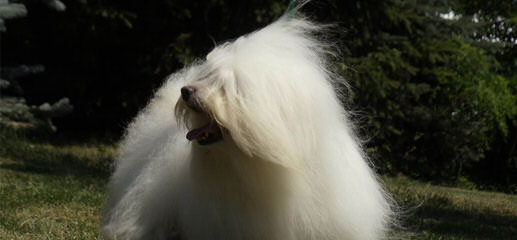 Sandcastle Coton-De-Tulear - Dog Breeders