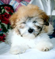 Coton De Tulear - Dog Breeders