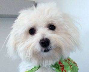 My 3 Beautiful Coton De Tulear Girls - Dog Breeders