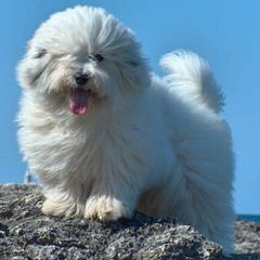 Coton Frise Pup For Sale, Rare. - Dog and Puppy Pictures