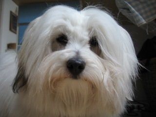 Coton De Tulear - Dog Breeders