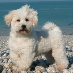 Showboat  Coton de tulear - Dog Breeders