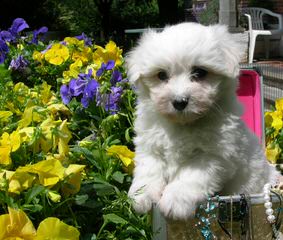 Beautiful Coton De Tulear Puppies Available - Dog Breeders