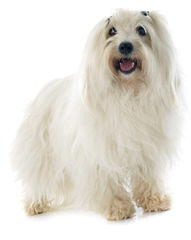 Coton De Tulear/German Shepehreds - Dog Breeders