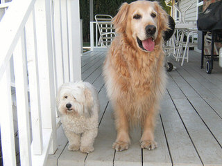 Showboat  Coton de tulear - Dog Breeders