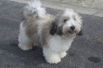 Coton De Tulear - Dog Breeders