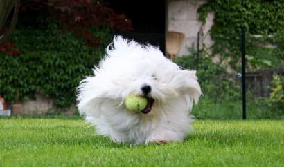 Miki +Nr1 World Coton De Tulear-Woodland.Cottage - Dog and Puppy Pictures