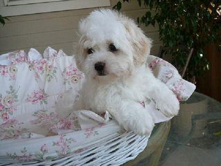 Cadeaux’s Coton De Tulear - Dog Breeders