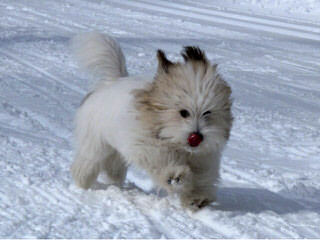 Creme De La Creme Coton De Tulear & Havanese - Dog Breeders