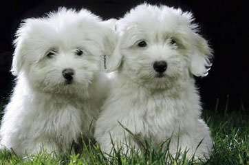 Coton De Tulear - Dog Breeders