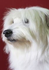 My 3 Beautiful Coton De Tulear Girls - Dog Breeders