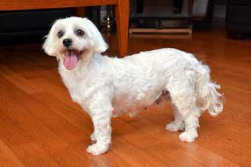 My 3 Beautiful Coton De Tulear Girls - Dog Breeders