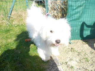 Coal Black Pomeranian - Dog Breeders